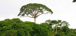Árbol de lupuna que sobresale dentro de la selva por su altura, mitos y leyendas