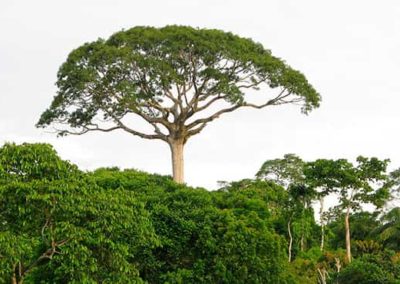 Árbol de lupuna que sobresale dentro de la selva por su altura, mitos y leyendas