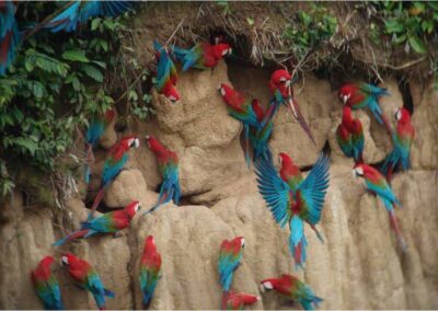 Collpa de aves prensoras, atractivo turistico en la selva de peru