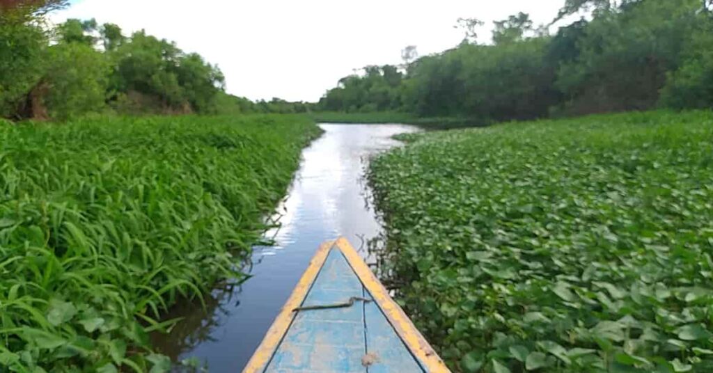 Caño que conduce al lago con extensas vegetación y plantas acuáticas que cubren las entradas a las malocas donde se desarrolla sesiones de ayahuasca