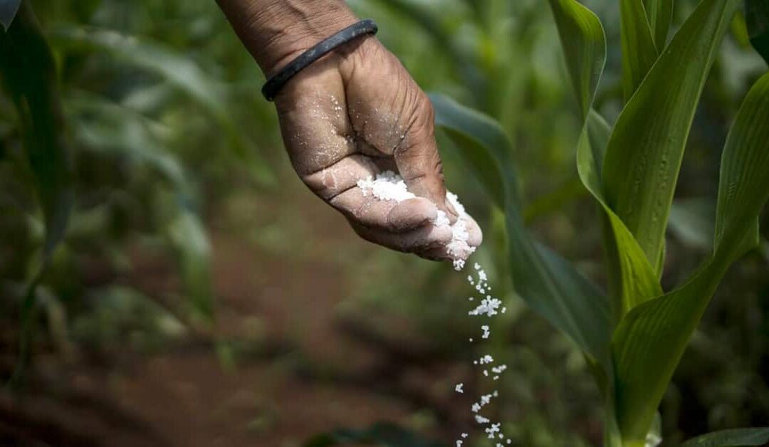 Bono de capitalización agrícola de S/ 1.000