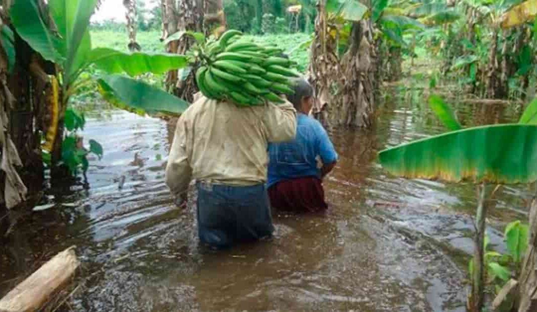 Crisis agrícola