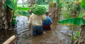 Pareja de ancianos agricultores llevan un racimo de plátano por la inundación de sus campos, crisis agricola