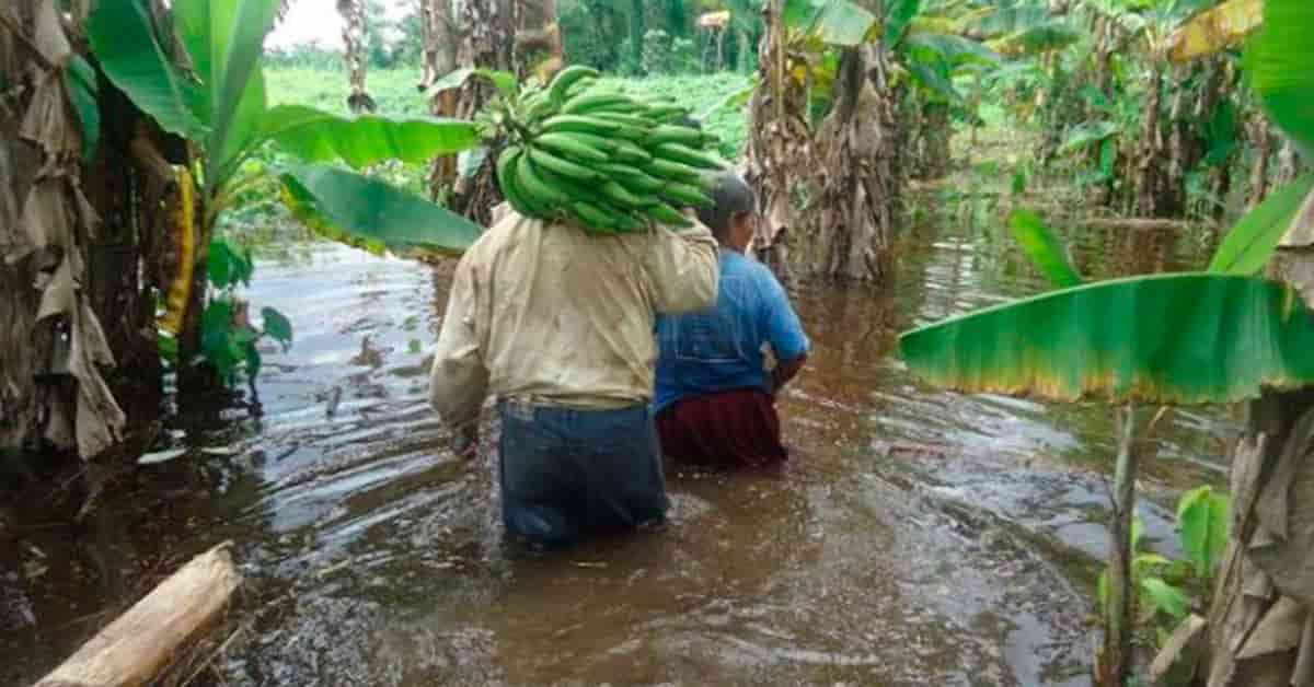 Pareja de ancianos agricultores llevan un racimo de plátano por la inundación de sus campos, crisis agricola