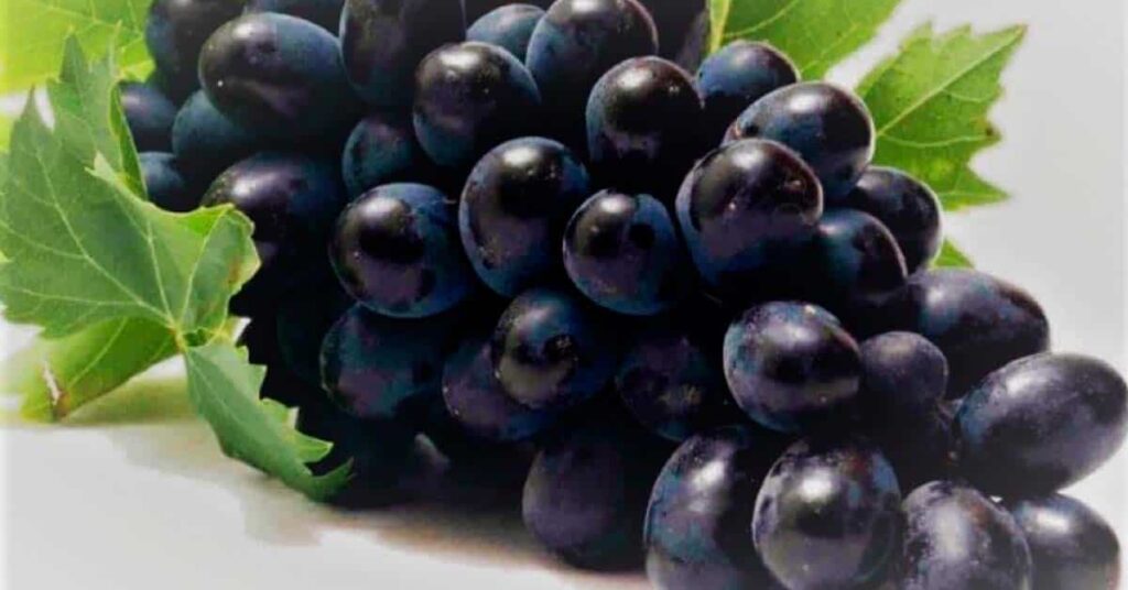 uchachado, uvas negras que se usa para la preparación de uvachado