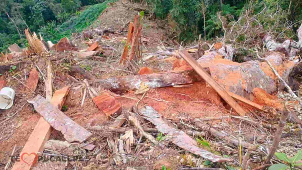 Impacto medioambiental - deforestación de árboles maderables