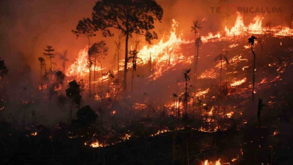 Impacto medioambiental, incendio forestal 