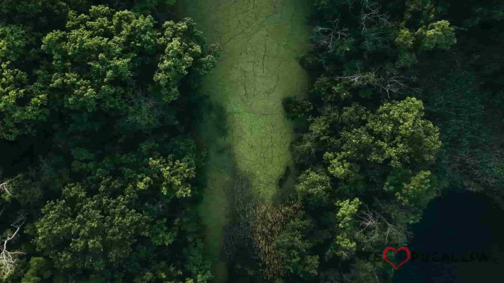 Impacto medioambiental - selva virgen, vista aérea