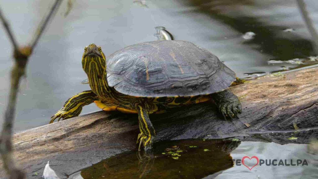 Impacto medioambiental - tortuga de río soleándose en su habitat