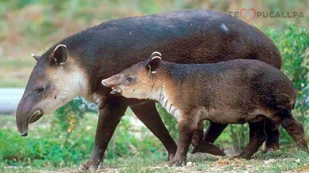 Impacto medioambiental - animal tapir en peligro de extinción