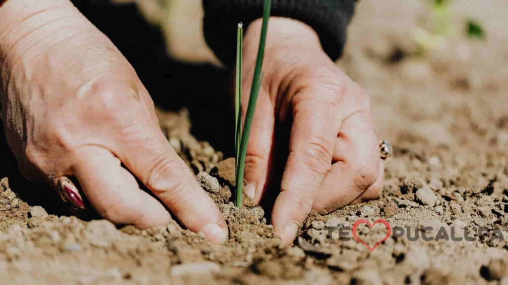 Impacto económico de las ONGs - sembrando una planta