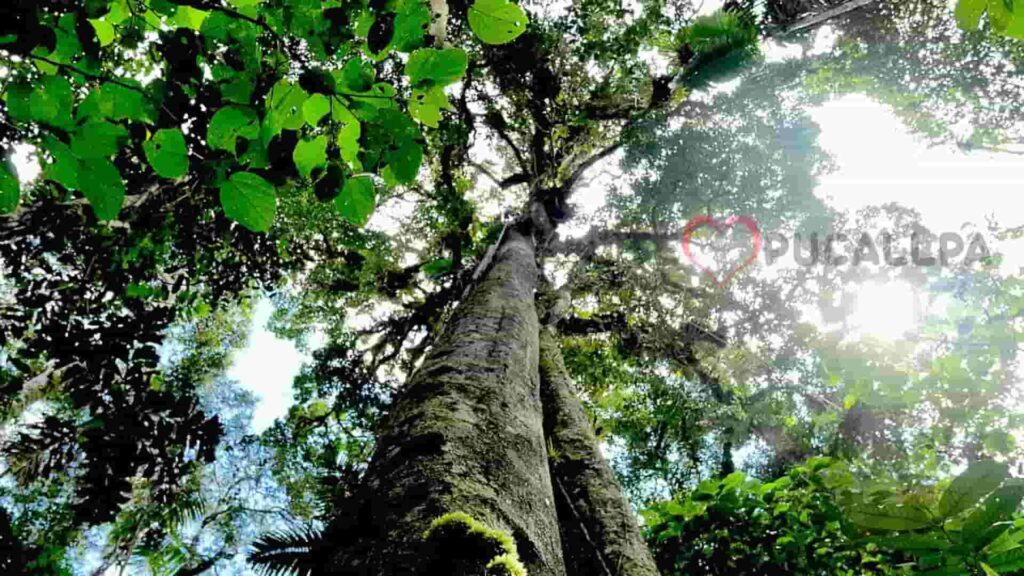 chuchuhuasi - árbol de más de 30 metros