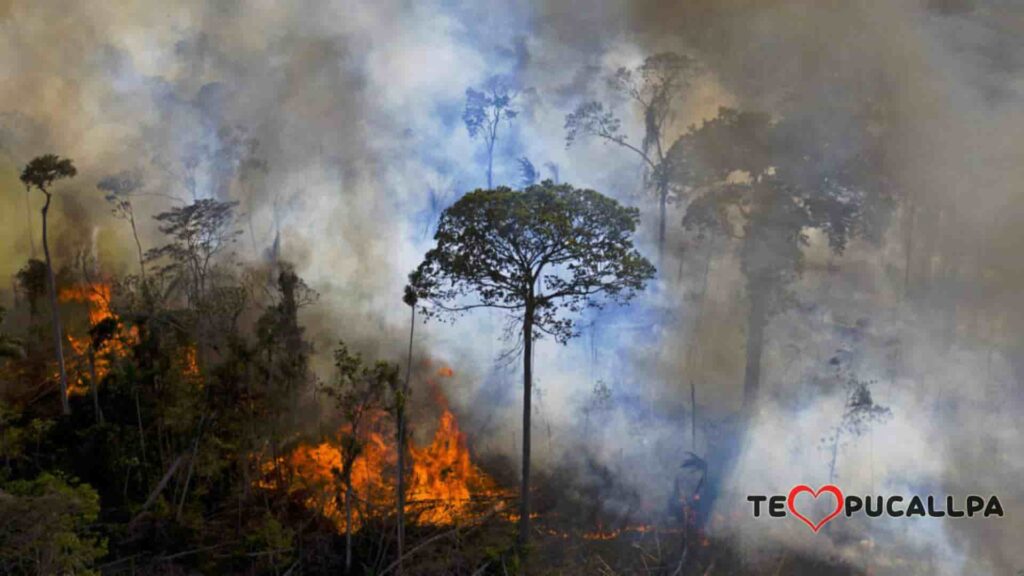 Incendio forestal, daño al ecosistema